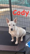 Cody - Photo 3