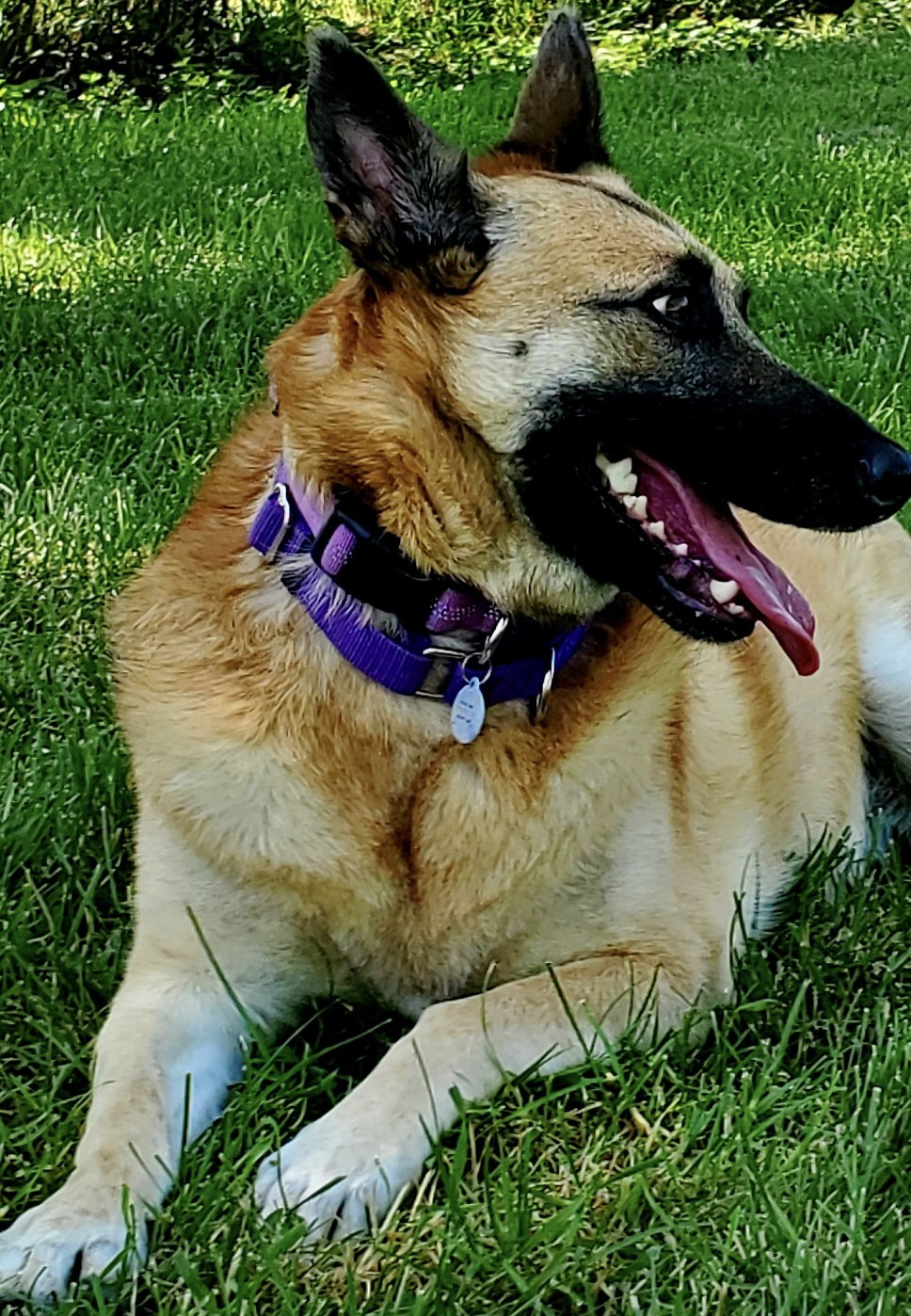 Sasha