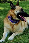 Sasha - Photo 1
