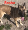 Sasha - Photo 3