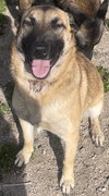 Sasha - Photo 4