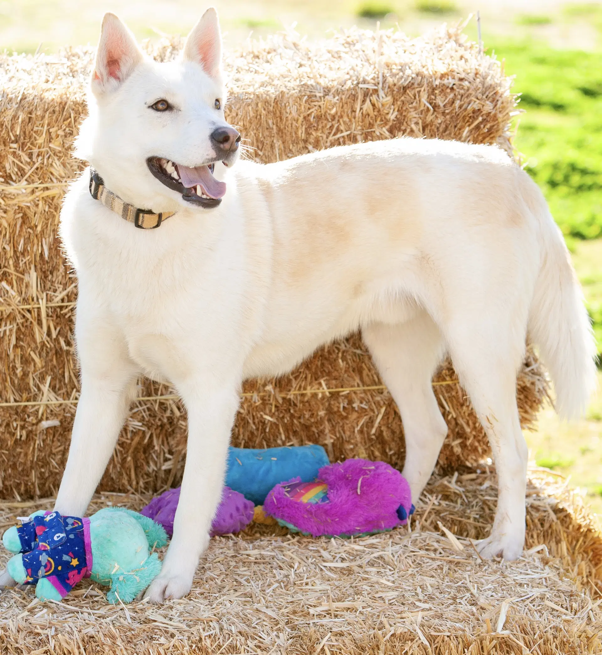 Sundance - Husky/Shepherd