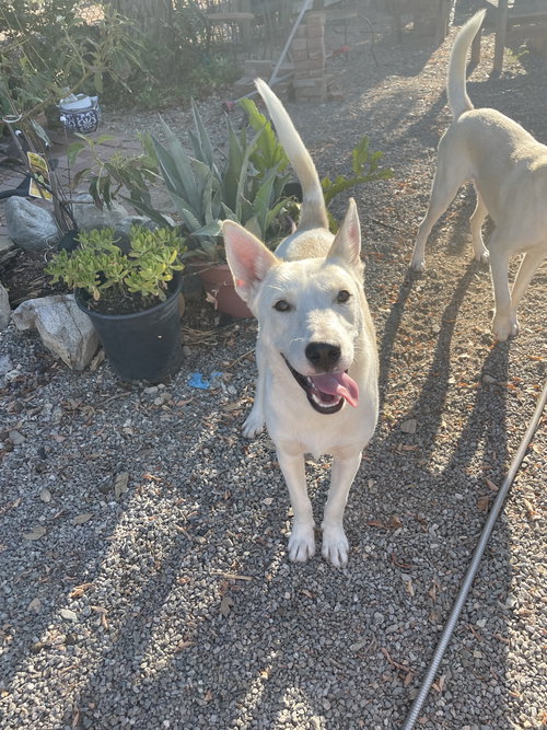 SUNDANCE - German Shepherd Dog available for adoption