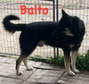 Sir Balto - Photo 1