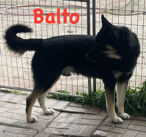 SIR BALTO - Shepherd / Alaskan Malamute available for adoption