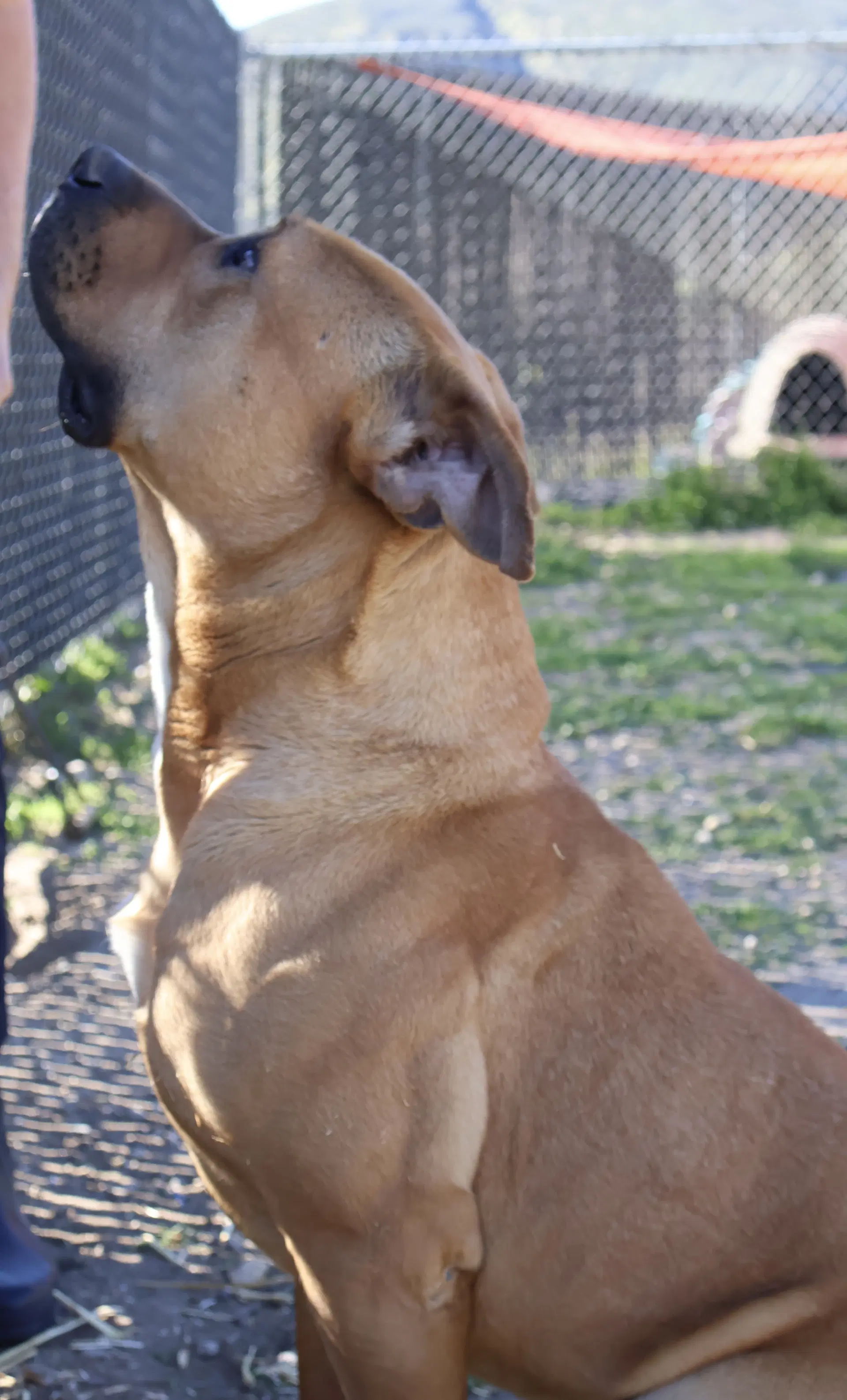 Bruno image 2