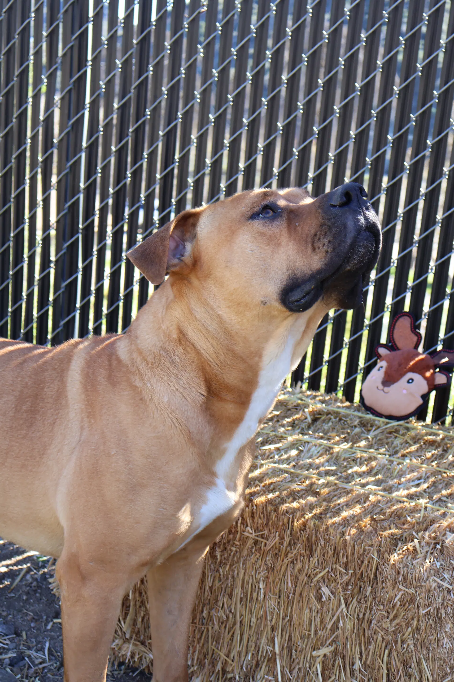 Bruno image 3