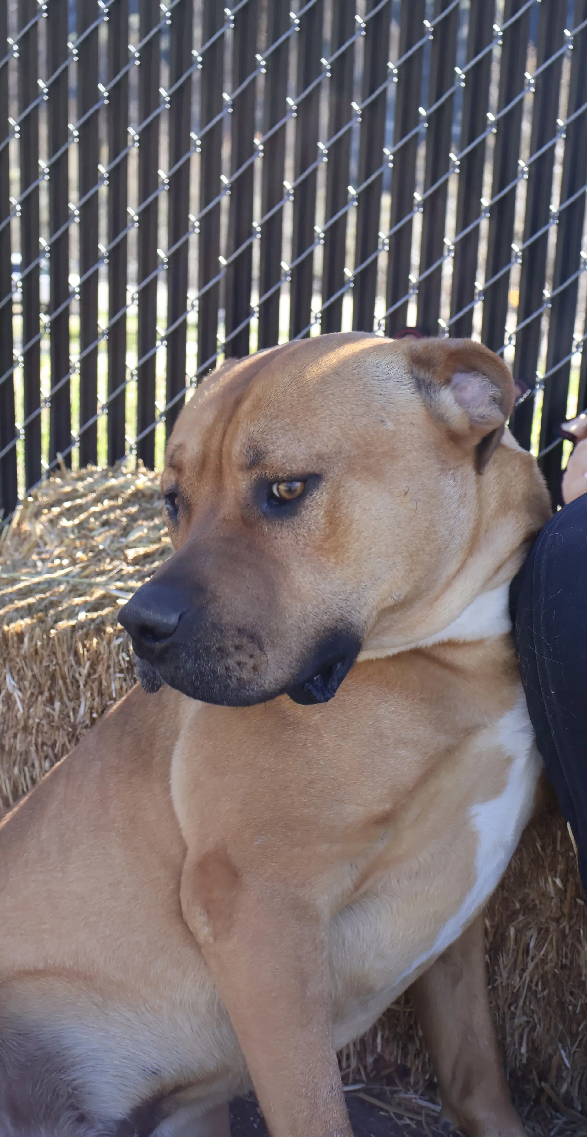Bruno image 4