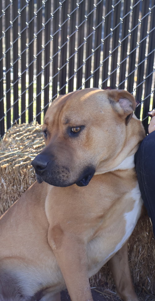 Bruno photo 4