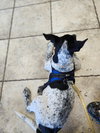 Joey - Photo 4