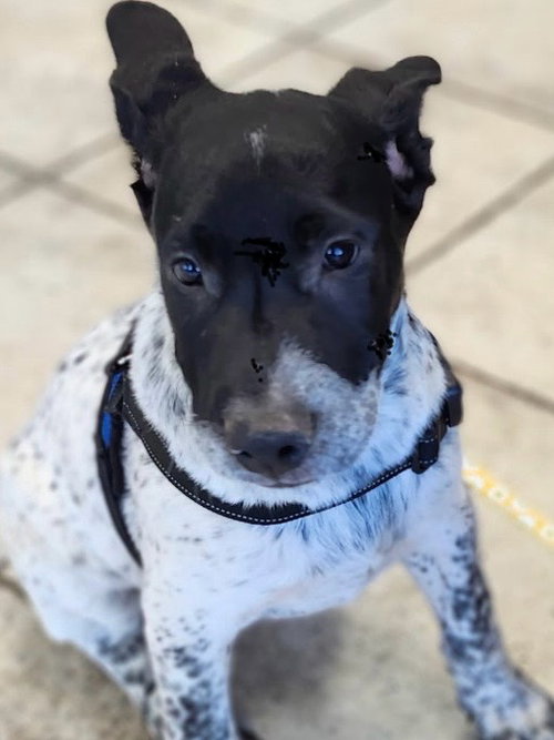 JOEY - Australian Cattle Dog/Blue Heeler available for adoption