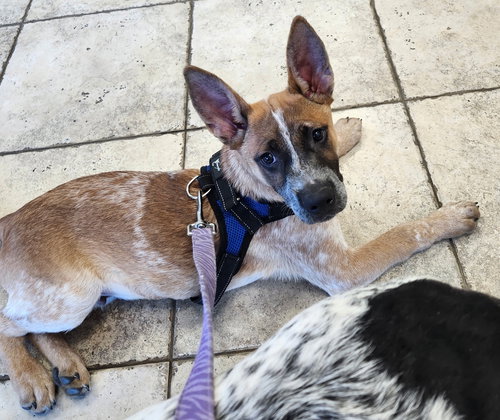 ROSS - Australian Cattle Dog/Blue Heeler available for adoption