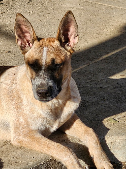 ROSS - Australian Cattle Dog/Blue Heeler available for adoption