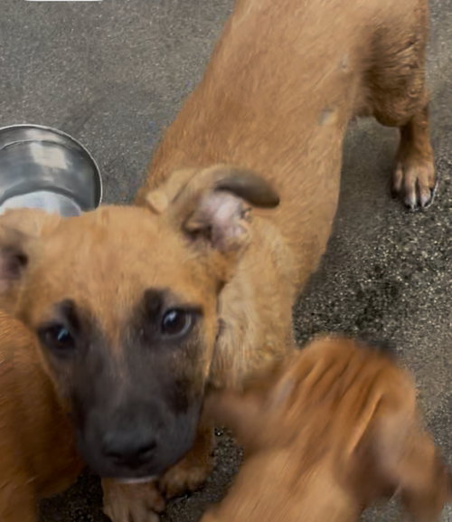 CHARLIE - German Shepherd Dog available for adoption