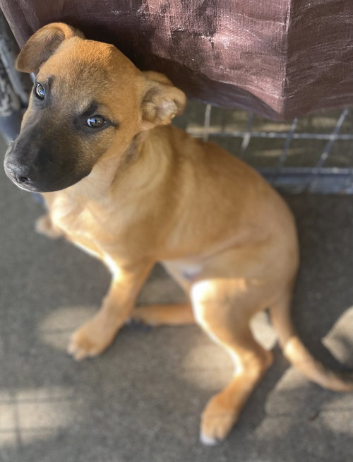 CHARLIE - German Shepherd Dog available for adoption