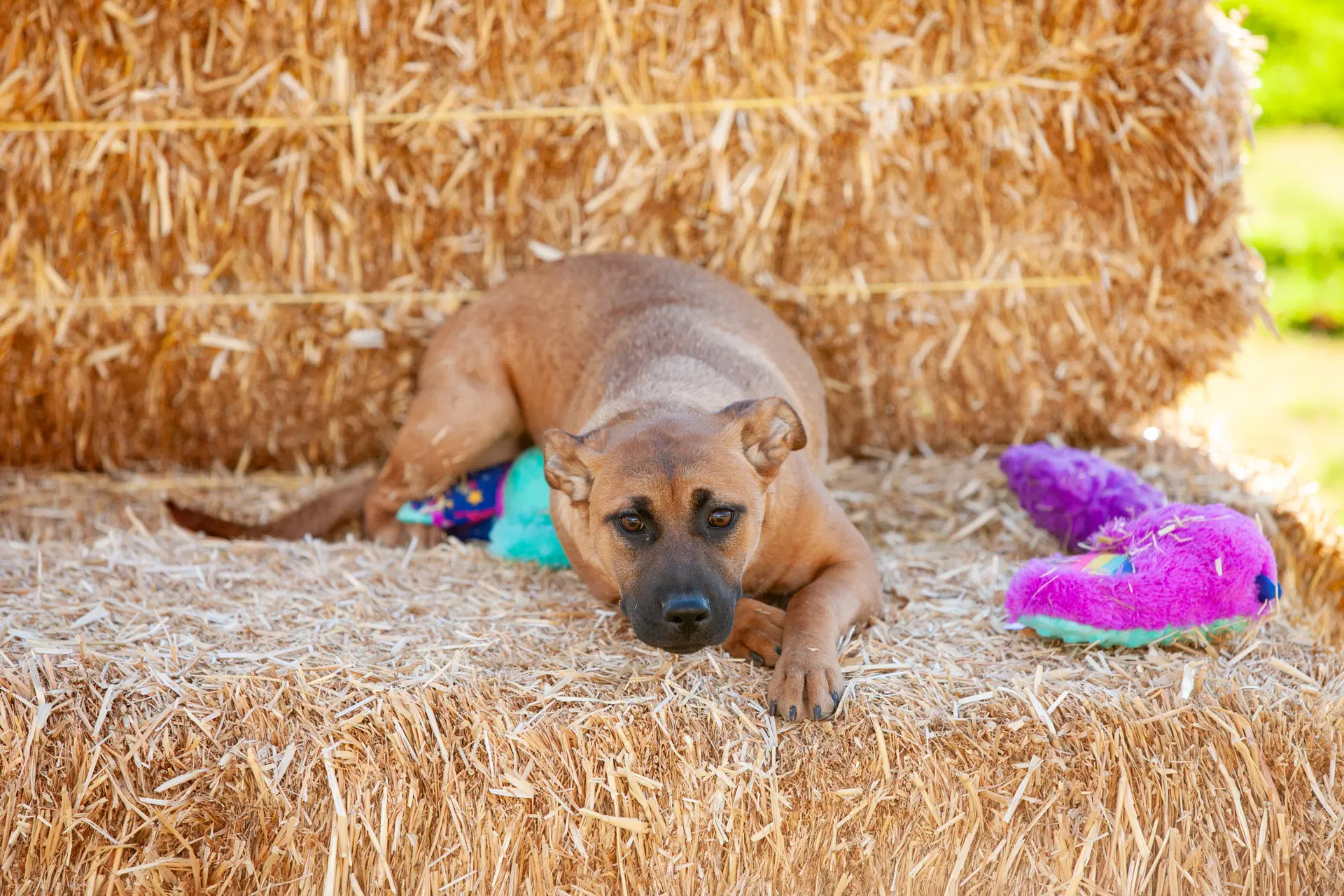 Charlie - German Shepherd Dog