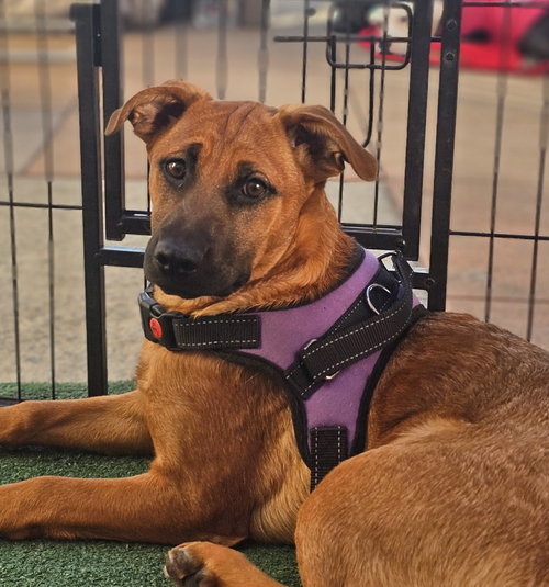 CINDY - German Shepherd Dog / Boxer available for adoption