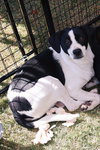 Buddy - Photo 1