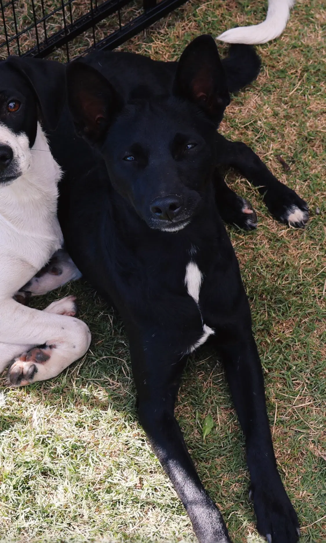 Pugsley - Rat Terrier