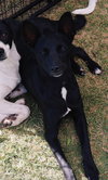 Pugsley - Photo 1