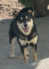 Hansel - Photo 1