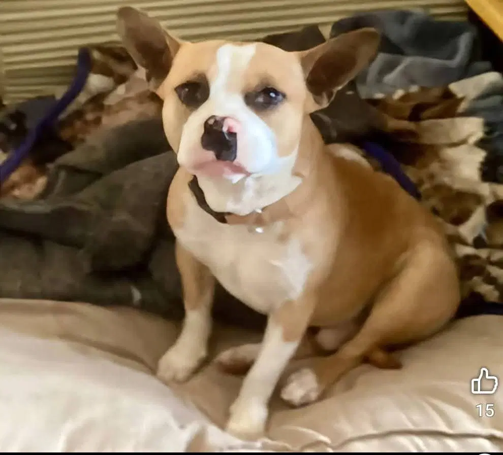 Yoda - French Bulldog