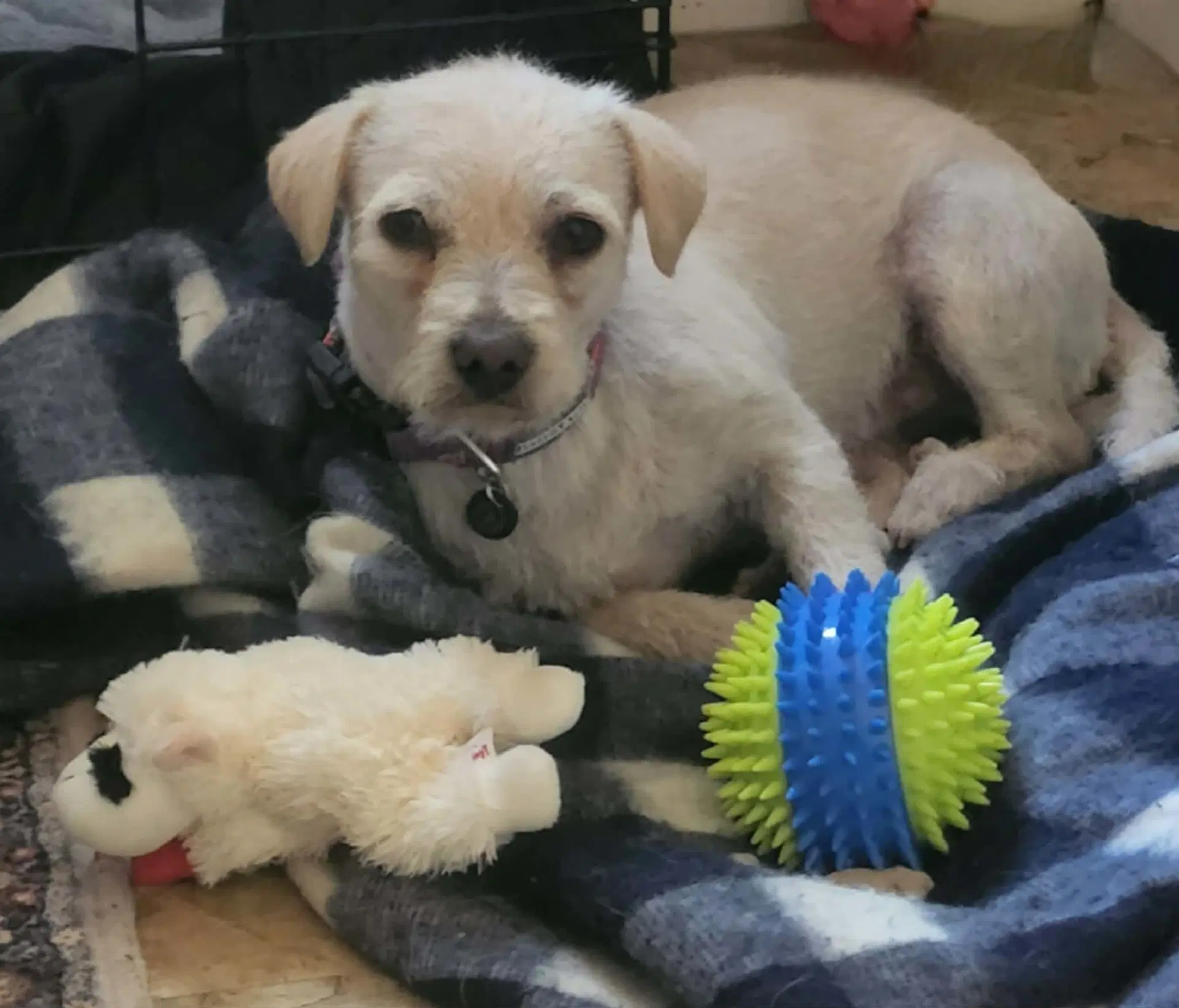 Charlie - Jack Russell Terrier (Parson Russell Terrier)