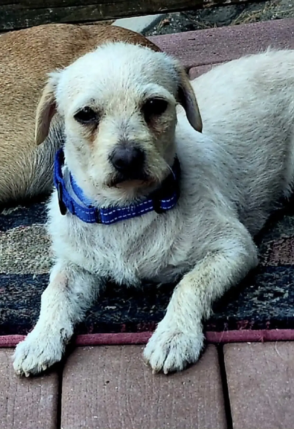 Charlie image 2