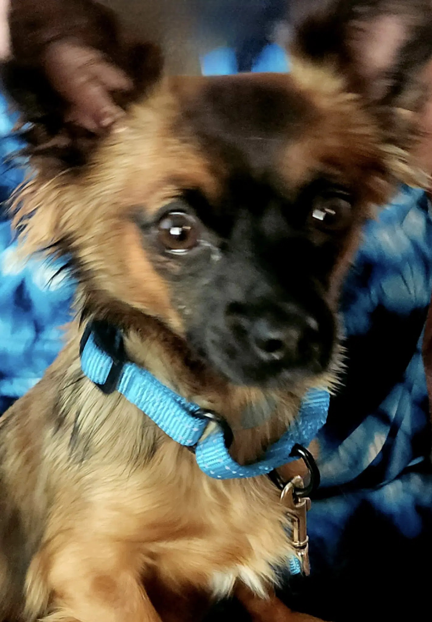 Tara - Papillon/Long-Haired Chihuahua