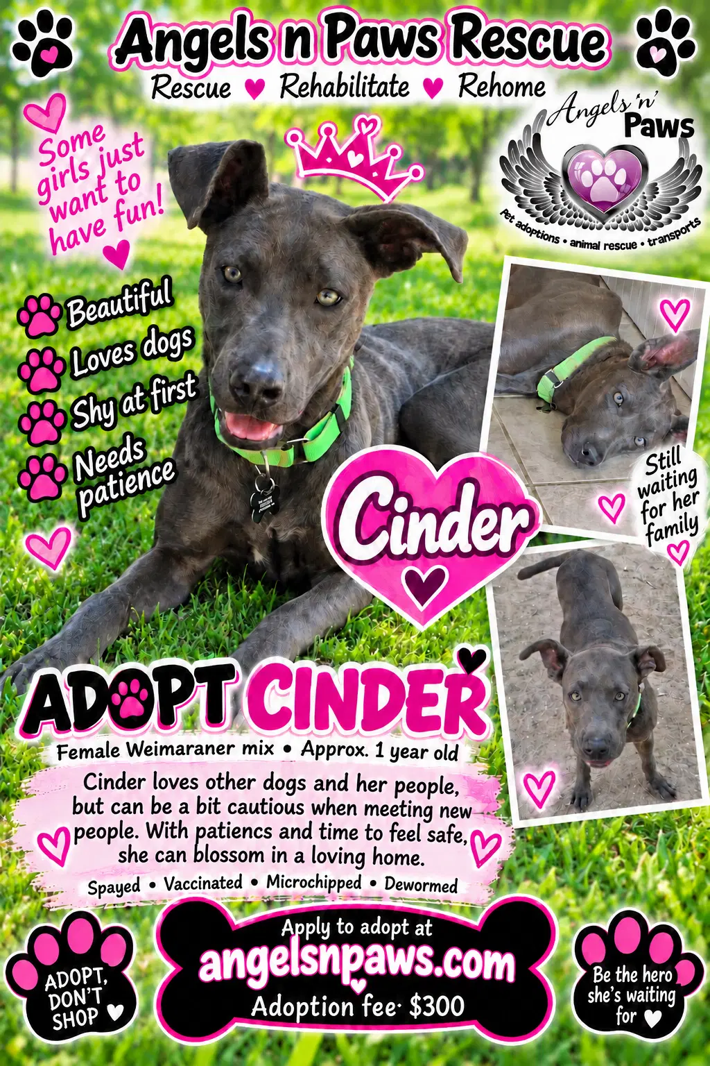 Cinder - Weimaraner