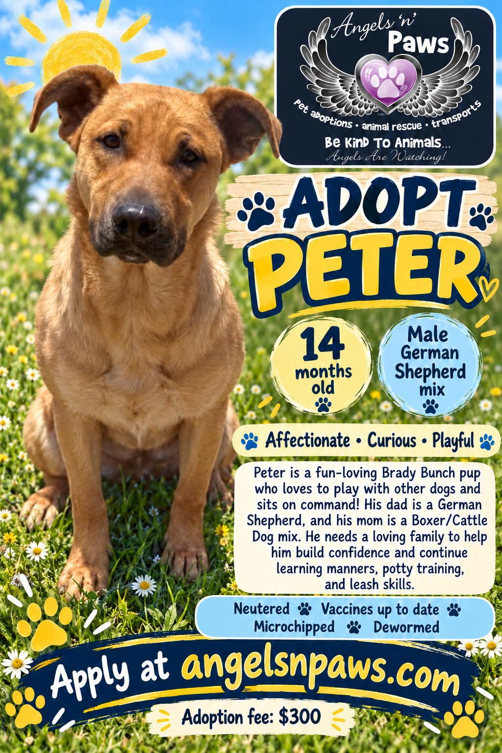 Peter, German Shepherd Dog