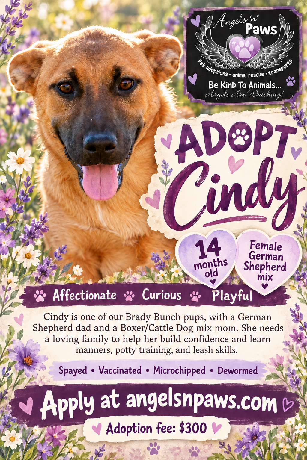 Cindy, German Shepherd Dog