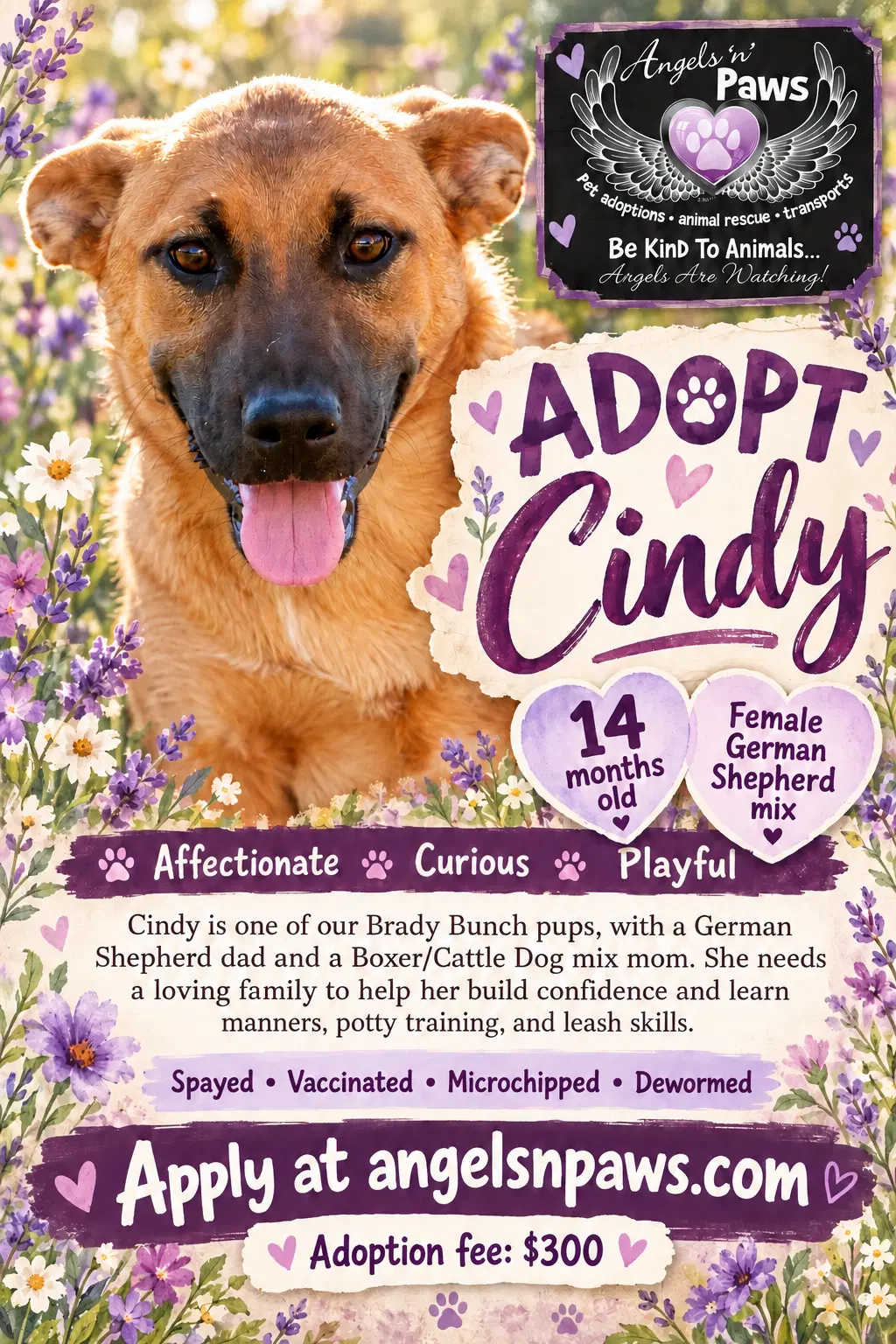 Cindy - German Shepherd Dog