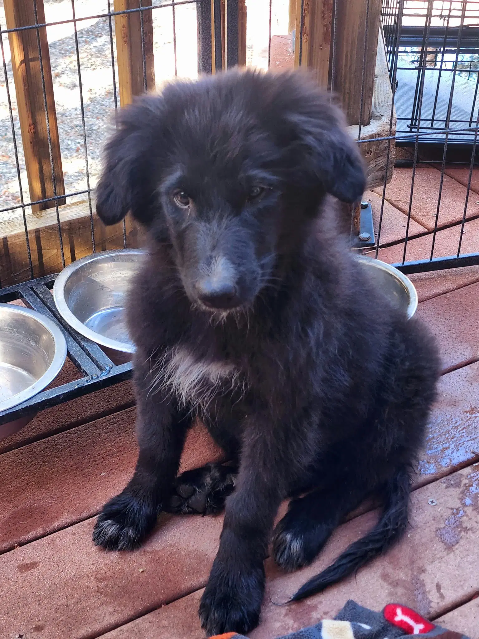 Mindy - Border Collie