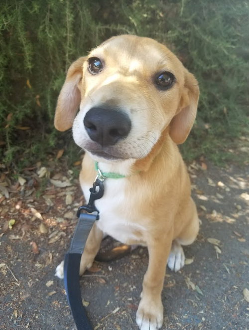 Coco