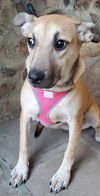 Chela