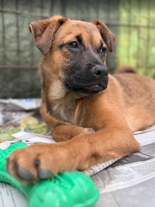 Bruno