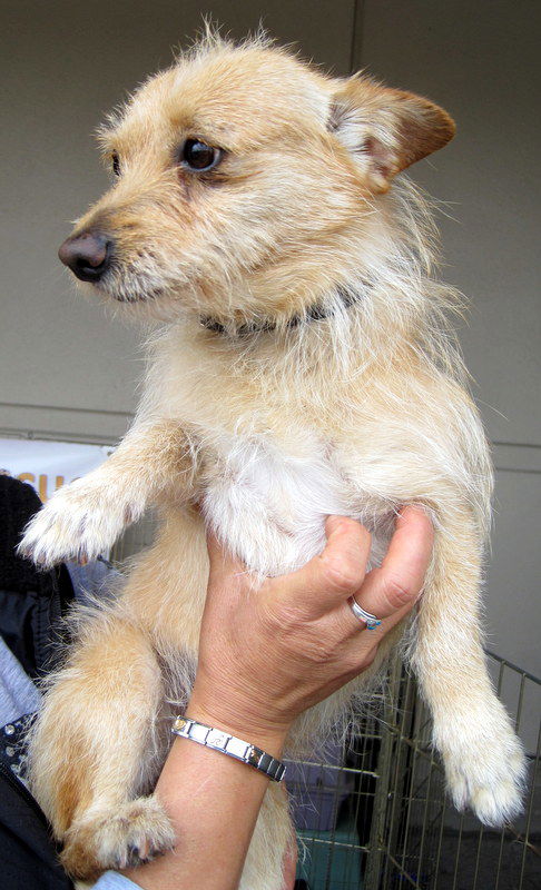 Chico