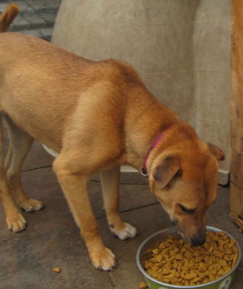 Sharpei Mix