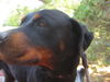 Rottweiler Mix