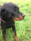 Rottweiler Mix