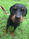 Rottweiler Mix