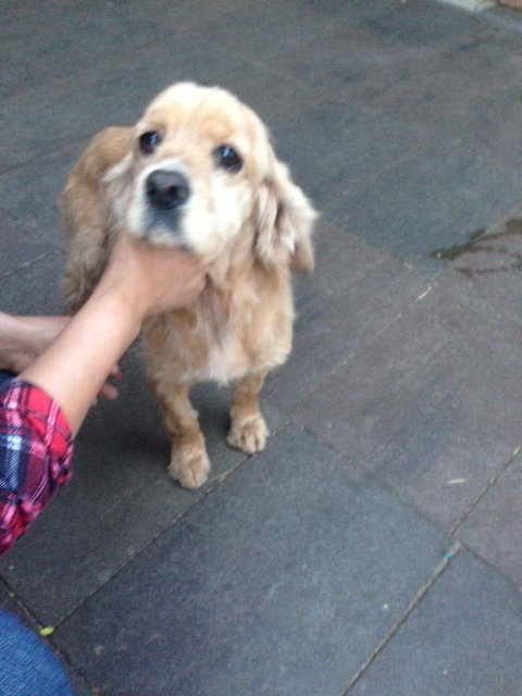 Cocker Spaniel Mix Female