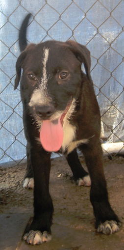 Terrier Lab Mix