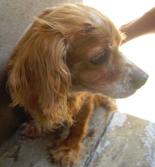 Cocker Spaniel Senior Girl