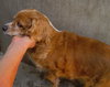 Cocker Spaniel Senior Girl