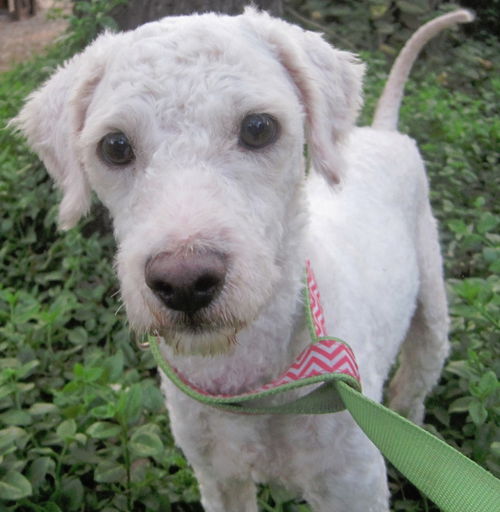 Terrier Poodle