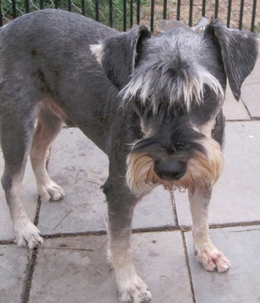 Schnauzer mixed clearance with terrier