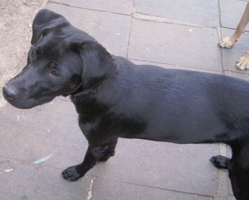 Black Lab Girl