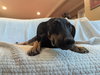 Oliver